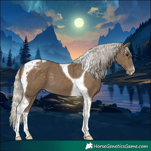 Horse Color:Silver Smoky Black Tobiano Appaloosa 