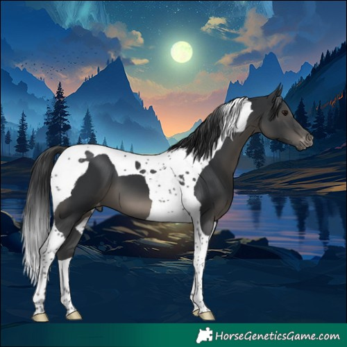 Horse Color:Black Tobiano Appaloosa 