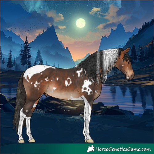 Horse Color:White Spotted Bay Tobiano
