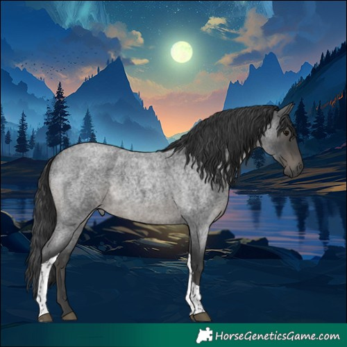 Horse Color:Blue Roan Tobiano 