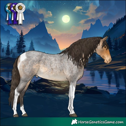 Horse Color:Buckskin Roan Tobiano Appaloosa 