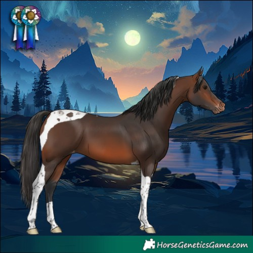 Horse Color:Brown Tobiano Appaloosa 
