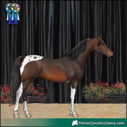 Horse Color:Brown Tobiano Varnish 