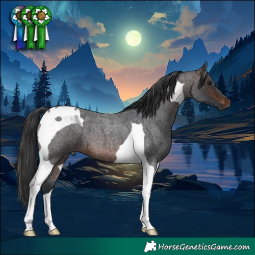 Horse Color:Brown Roan Tobiano