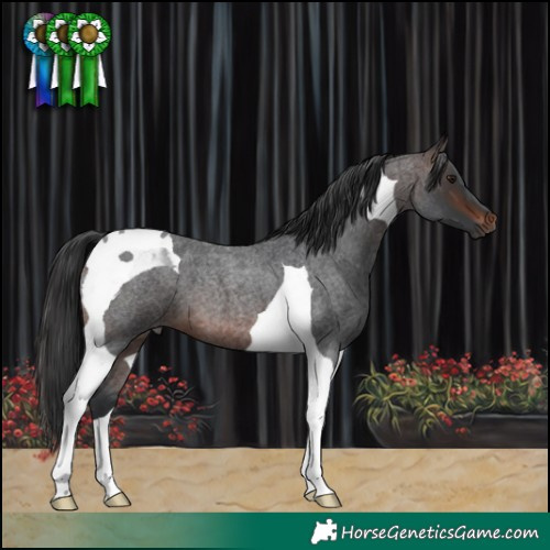 Horse Color:Brown Roan Tobiano 