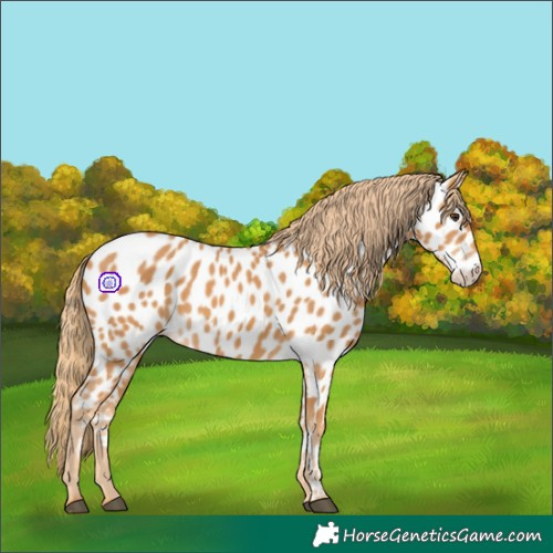 Horse Color:Chestnut Near Leopard