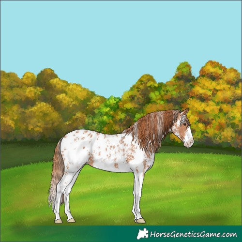 Horse Color:Chestnut Sabino Splash Appaloosa 