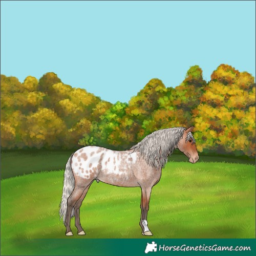 Horse Color:Silver Bay Roan Blanket