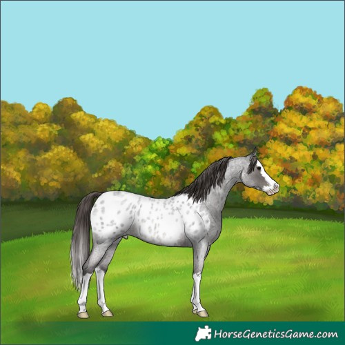 Horse Color:Smoky Blue Roan Sabino Splash Blanket 