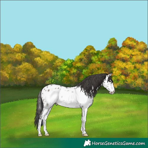 Horse Color:Grullo Sabino Frame Near Leopard