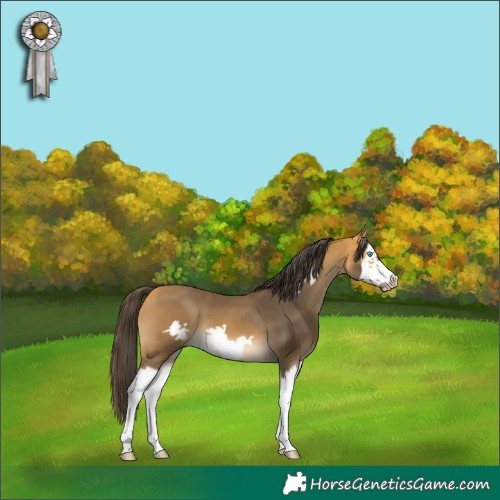 Horse Color:Buckskin Splash Frame 