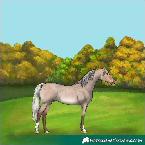 Horse Color:Silver Bay Roan Dun Rabicano