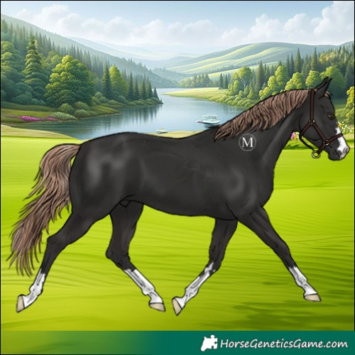 Horse Color:Liver Chestnut 