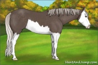 Horse Color:Silver Black Splash