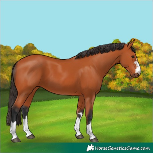 Horse Color:Bay 