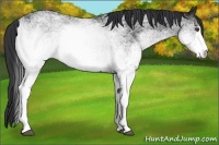 Horse Color:White Spotted Black 