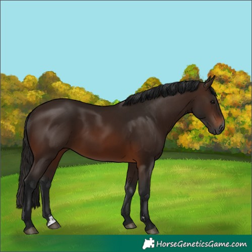 Horse Color:Gray Bay
