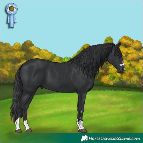 Horse Color:Black 