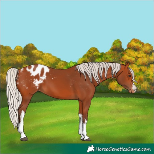 Horse Color:White Spotted Silver Bay Blanket 