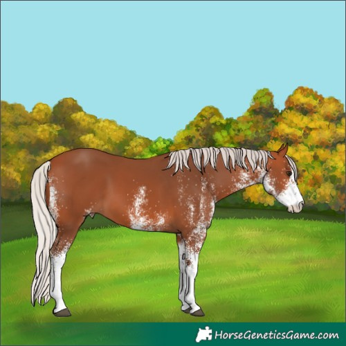 Horse Color:White Spotted Silver Bay 