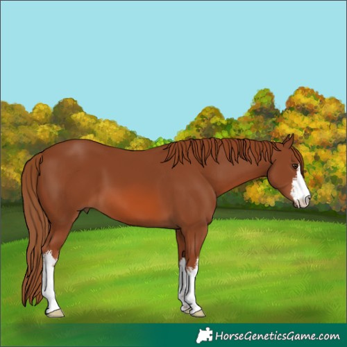 Horse Color:White Spotted Chestnut