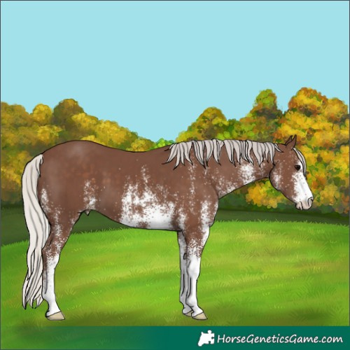 Horse Color:White Spotted Silver Black 