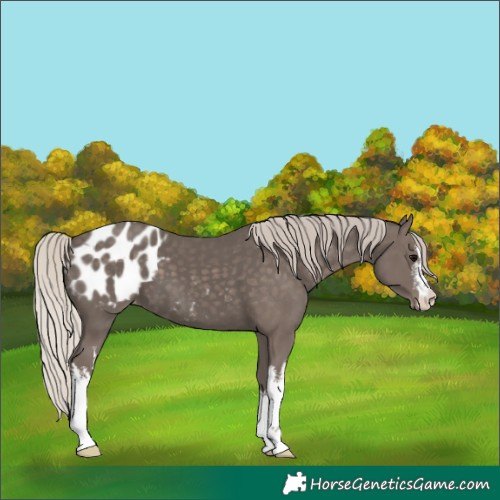 Horse Color:White Spotted Silver Black Blanket
