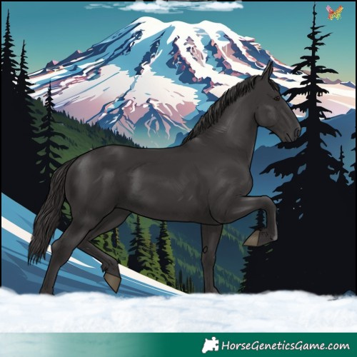 Horse Color:Smoky Black