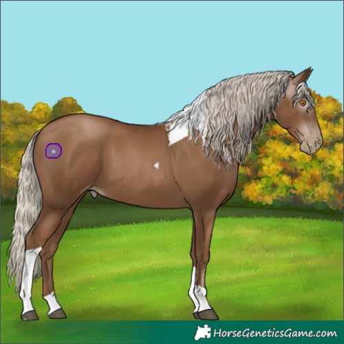 Horse Color:Gray Silver Black Pearl Tobiano