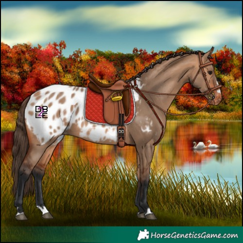 Horse Color:Bay Dun Blanket 