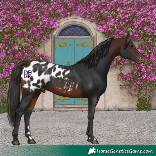 Horse Color:Bay Blanket