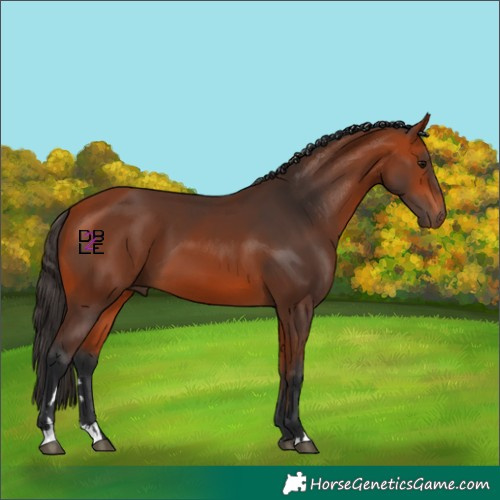 Horse Color:Bay 