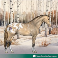 Horse Color:Buckskin Dun Blanket 