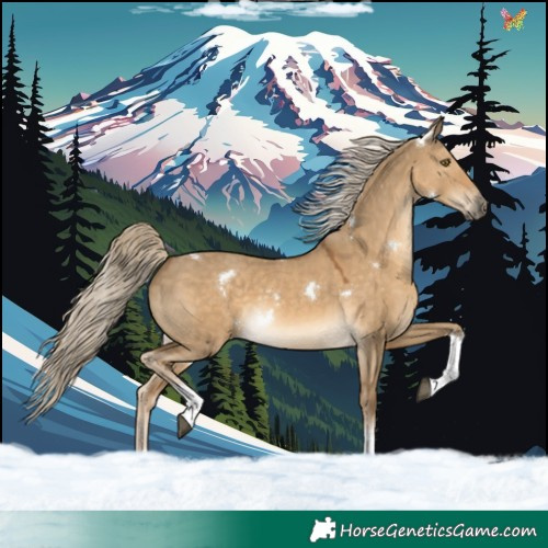 Horse Color:White Spotted Chocolate Palomino Dun Tobiano Rabicano 