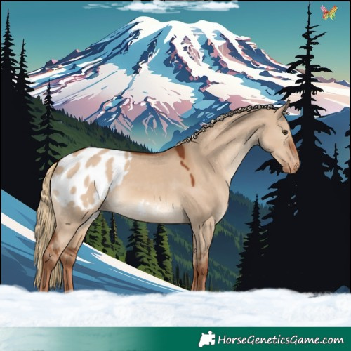 Horse Color:Red Dun Appaloosa Rabicano 