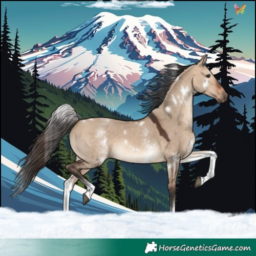 Horse Color:White Spotted Bay Dun Rabicano