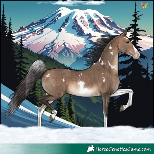 Horse Color:White Spotted Bay Dun Splash Rabicano 
