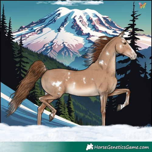 Horse Color:White Spotted Red Dun Splash Rabicano 