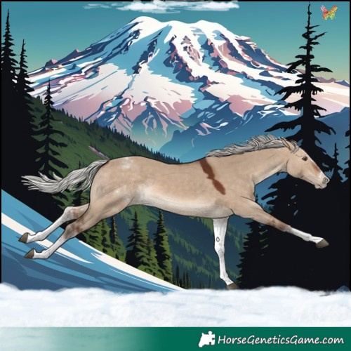 Horse Color:White Spotted Silver Brown Dun Splash Rabicano