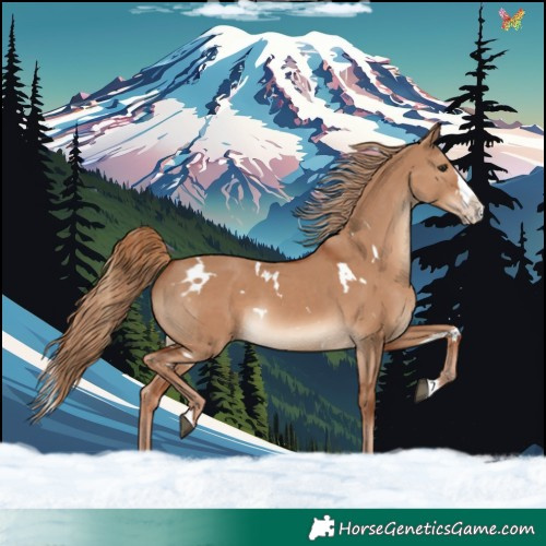 Horse Color:White Spotted Red Dun Splash Rabicano 