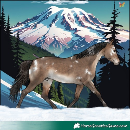 Horse Color:White Spotted Brown Dun Rabicano 
