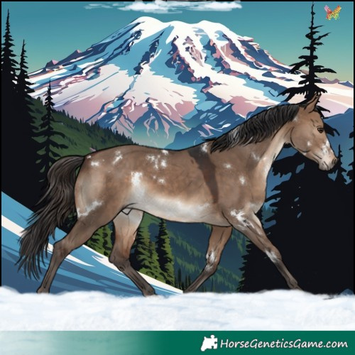 Horse Color:White Spotted Brown Dun Rabicano