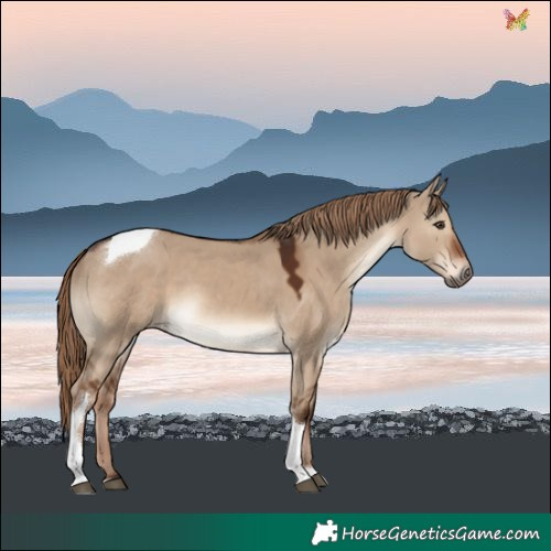 Horse Color:Liver Red Dun Tobiano Rabicano 