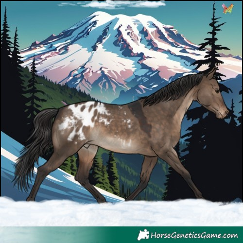 Horse Color:Brown Dun Appaloosa Rabicano 