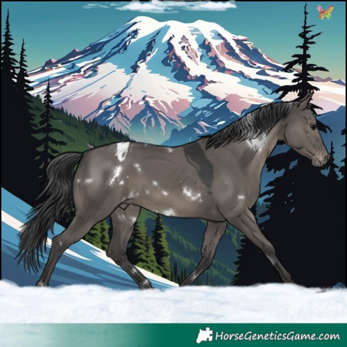 Horse Color:White Spotted Grullo Appaloosa Rabicano