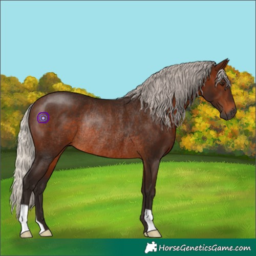 Horse Color:Gray Silver Bay Rabicano 