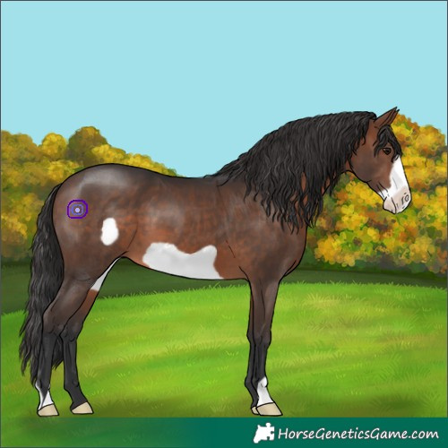 Horse Color:Brown Frame