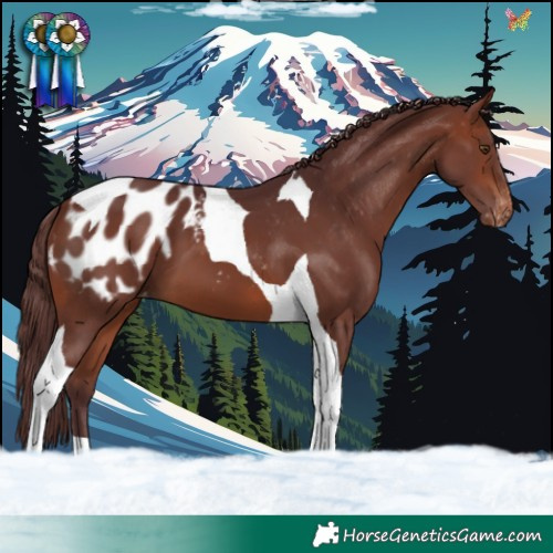 Horse Color:Chocolate Brown Tobiano Appaloosa
