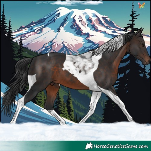 Horse Color:Brown Tobiano