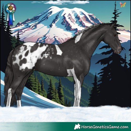 Horse Color:Smoky Black Tobiano Appaloosa